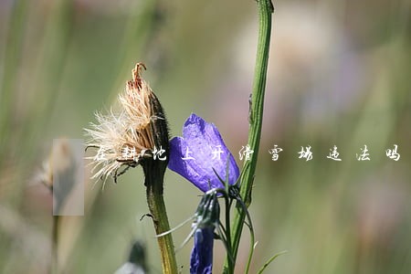 在耕地上开滑雪场违法吗 在耕地上开滑雪场违法吗