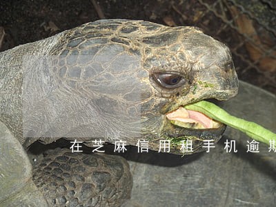 在芝麻信用租手机逾期未归还 在芝麻信用租手机逾期未归还
