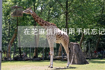 在芝麻信用租用手机忘记归还逾期 在芝麻信用租用手机忘记归还逾期