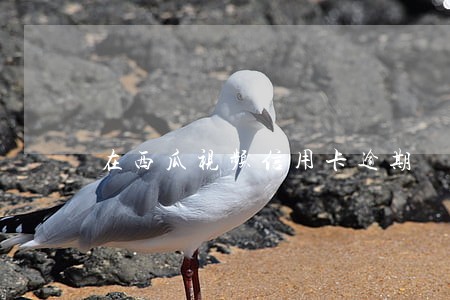 在西瓜视频信用卡逾期 在西瓜视频信用卡逾期