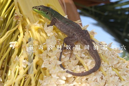 在诉讼时效期间的最后六个月因不可抗力 在诉讼时效期间的最后六个月因不可抗力