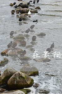 在贵阳做甲醇燃料违法不