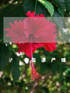 在遗产继承法中 在遗产继承法中