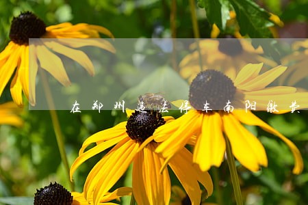 在郑州违法停车南阳缴费可以吗
