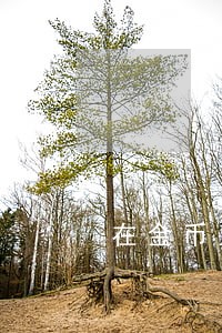 在金币上铸造个人头像违法吗 在金币上铸造个人头像违法吗