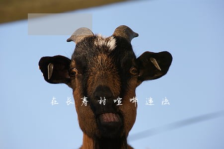 在长寿村喧哗违法 在长寿村喧哗违法