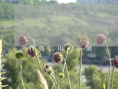 在韩信用卡逾期