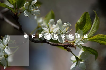 地下黑拳算不算违法 地下黑拳算不算违法