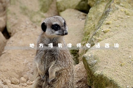 地方债务律师电话咨询 地方债务律师电话咨询