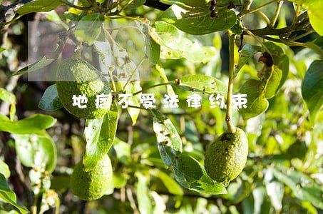 地痞不受法律约束 地痞不受法律约束