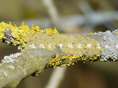 地税0申报逾期怎么办 地税0申报逾期怎么办