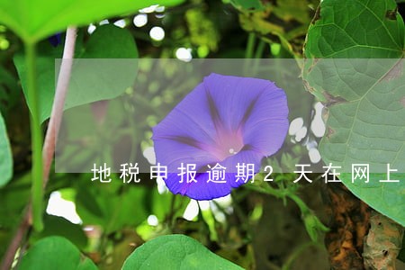 地税申报逾期2天在网上申报了
