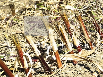 地税逾期申报罚款20 地税逾期申报罚款20