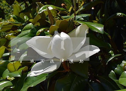 坂田法律援助 坂田法律援助