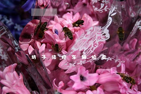 坊子法院车辆拍卖 坊子法院车辆拍卖