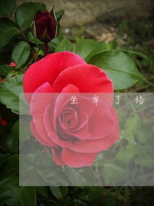 坐牢了信用卡逾期年费