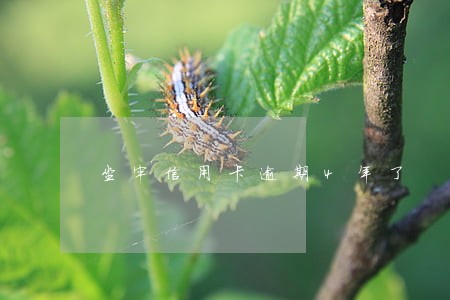 坐牢信用卡逾期4年了 坐牢信用卡逾期4年了