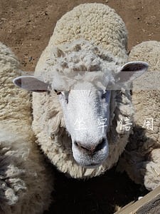 坐牢信用卡逾期了出来怎么办