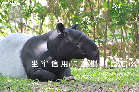 坐牢信用卡逾期利息怎么办 坐牢信用卡逾期利息怎么办
