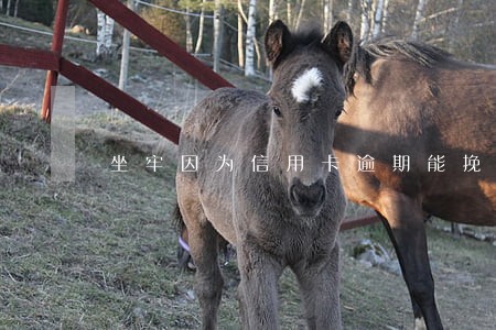 坐牢因为信用卡逾期能挽回吗