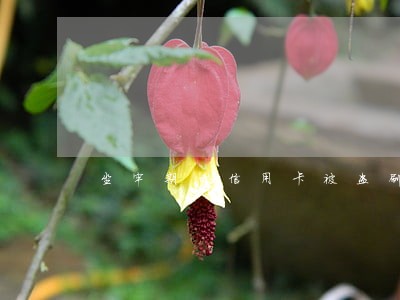 坐牢期间信用卡被盗刷逾期 坐牢期间信用卡被盗刷逾期