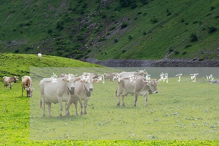 坐牢期间网贷逾期了可以消除吗 坐牢期间网贷逾期了可以消除吗