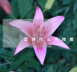 坚持什么发挥裁判定分止争 坚持什么发挥裁判定分止争