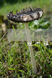 坦洲镇金融证券在线律师 坦洲镇金融证券在线律师