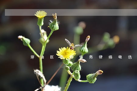 坪山区离婚债务律师电话 坪山区离婚债务律师电话