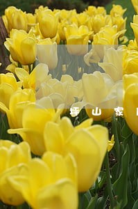 坪山家庭婚姻律师 坪山家庭婚姻律师