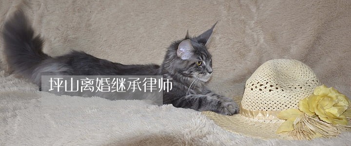 坪山离婚继承律师 坪山离婚继承律师