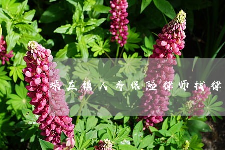 垛庄镇人寿保险律师找律师 垛庄镇人寿保险律师找律师
