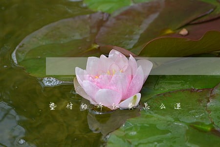 垫付的诉讼费怎么退