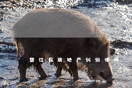 垫江县房地产纠纷律师 垫江县房地产纠纷律师