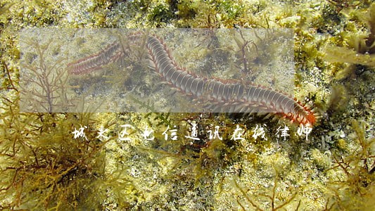 城东区电信通讯在线律师