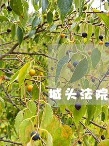 城头法院有律师吗 城头法院有律师吗