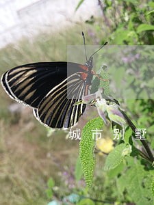 城市别墅打井违法吗 城市别墅打井违法吗