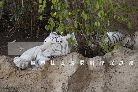 城市社区发展治理促进条例 城市社区发展治理促进条例