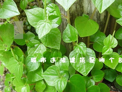 城市违法建筑是哪个部门管