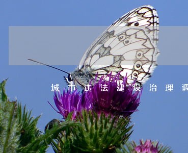 城市违法建设治理调查 城市违法建设治理调查