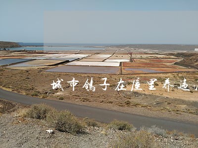 城市鸽子在屋里养违法吗