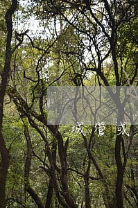 城管或可处罚城市道路违法停车 城管或可处罚城市道路违法停车