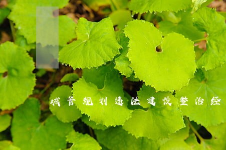 城管规划违法建设整治经验材料 城管规划违法建设整治经验材料