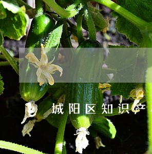 城阳区知识产权律师在线免费咨询 城阳区知识产权律师在线免费咨询