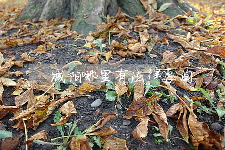 城阳哪里有法律咨询 城阳哪里有法律咨询