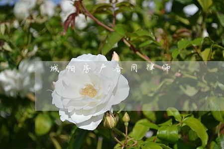 城阳房产合同律师 城阳房产合同律师