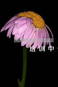 培训中介机构违法