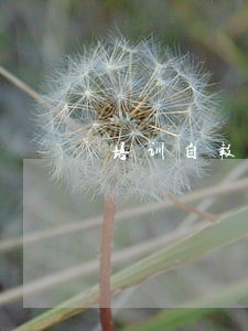 培训自报告