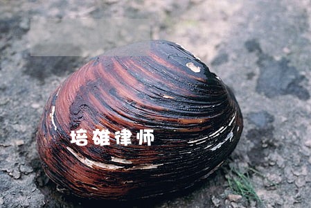 培雄律师