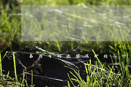 基因专利法律保护的几个基本问题 基因专利法律保护的几个基本问题